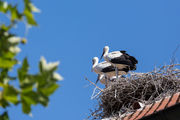 Zwei Störche in einem Nest