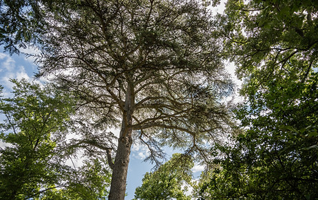 Baumkrone eines Libanonzeder mit braun-grünen Nadeln