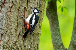 Buntspecht sitzt auf Baum