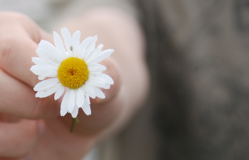hand holding small daisy_edited.png