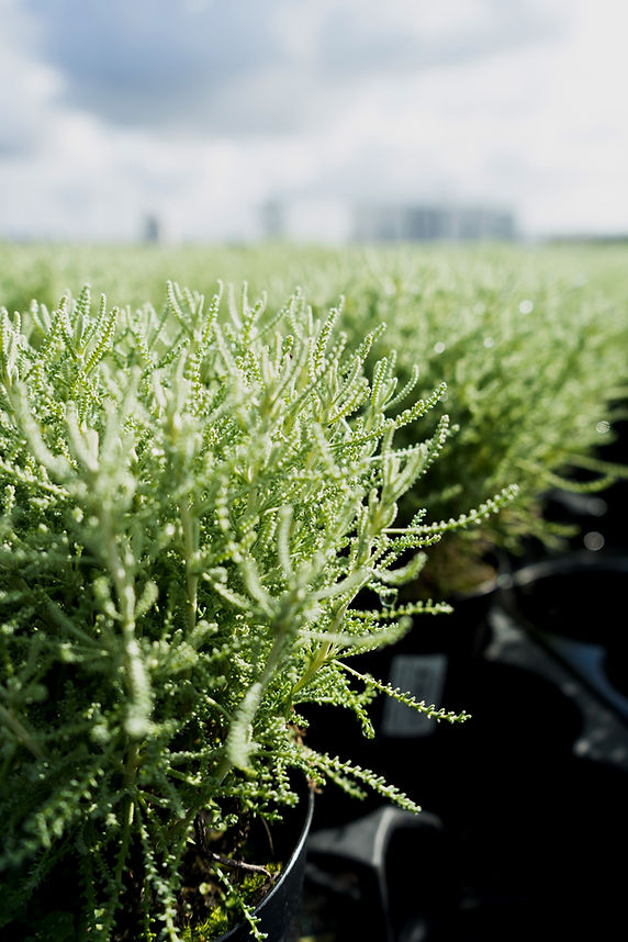 Keydoplants (17 von 16)_edited.jpg