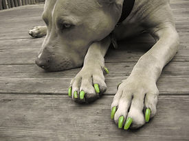 large dog with colored nails.jpg