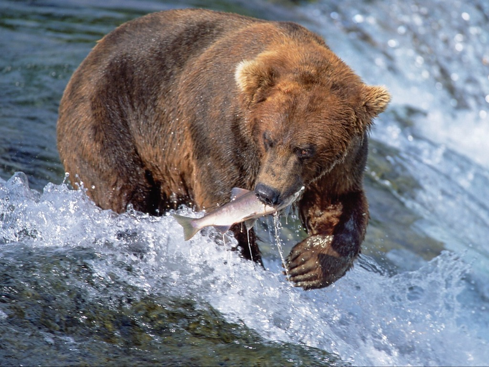 Discover the Wonders of Alaska: When to Go and How to Explore