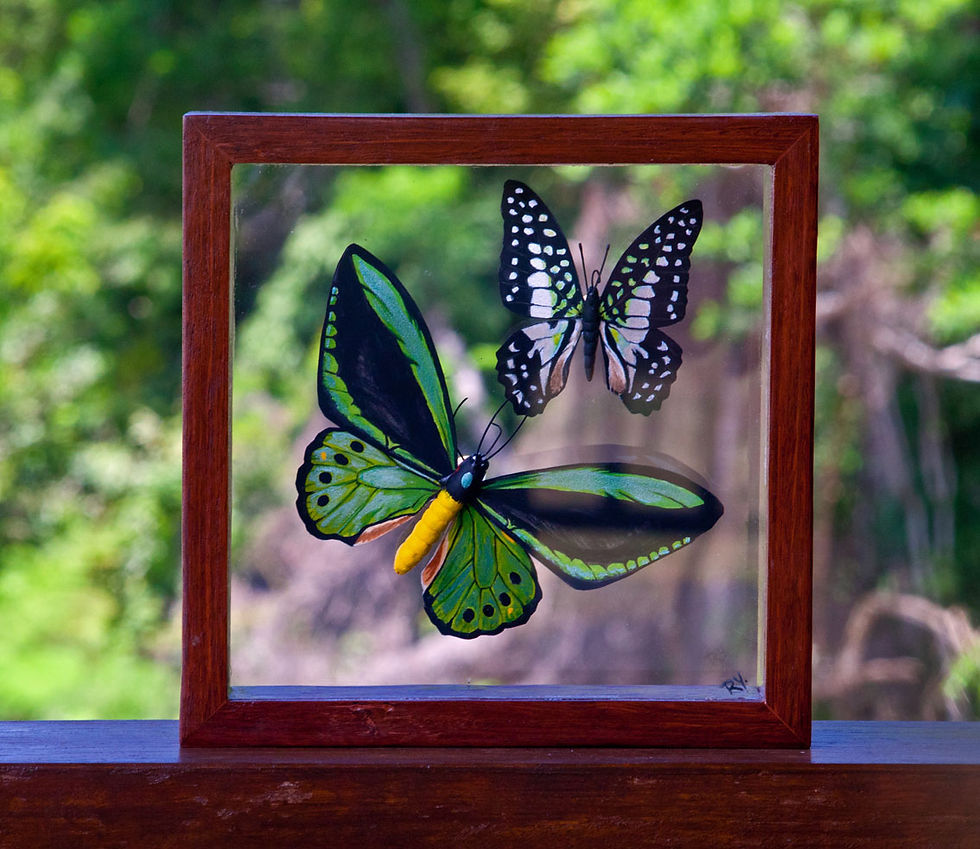 2015015 - Cairns Birdwing Male and Green Triangle - Timber framed box