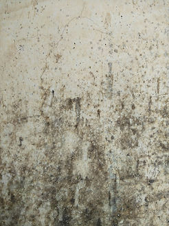 mold