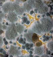 mold