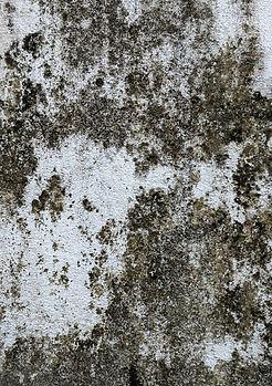 mold