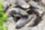 Mussels