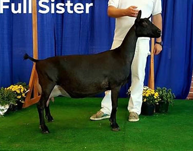 CH Windrush Farms Neo Isabelle (Credit t