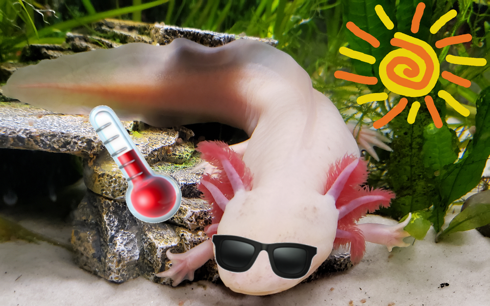How to Lower the Temperature in an Axolotl Tank