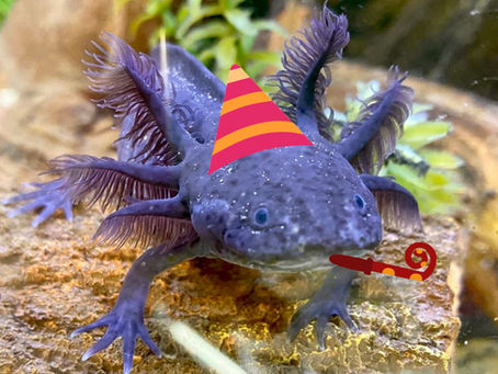 Home | Axolotl Central