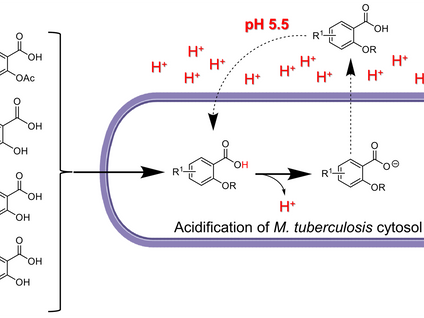 FEBS Open Bio. (2024) https://doi.org/10.1002/2211-5463.13944