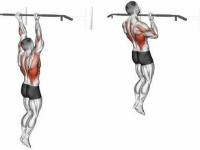 Quais os benefícios da barra e suas variações?