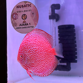 High Quality DIscus Fish | Jagger Discus Indonesia