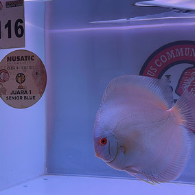 High Quality DIscus Fish | Jagger Discus Indonesia