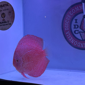 High Quality DIscus Fish | Jagger Discus Indonesia