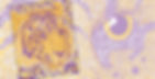 Tiger-Tiger Poster