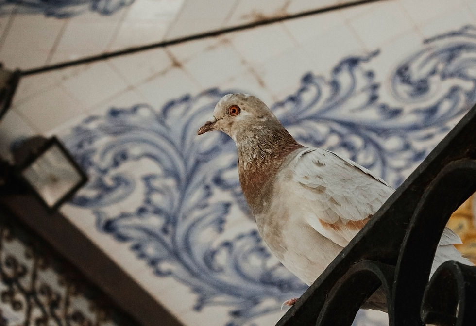 Miniatura: Paloma Blanca TAMAÑOS: A3, A4 Y A5