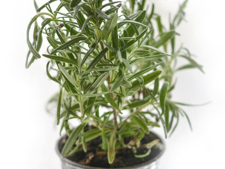 Sully Primary School is having a BRING A PLANT TO SCHOOL DAY!