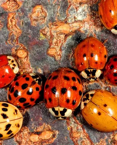 Insect Insights_10.webp
