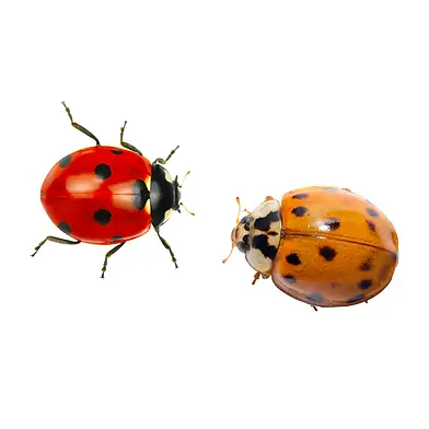 Insect Insights_12.webp