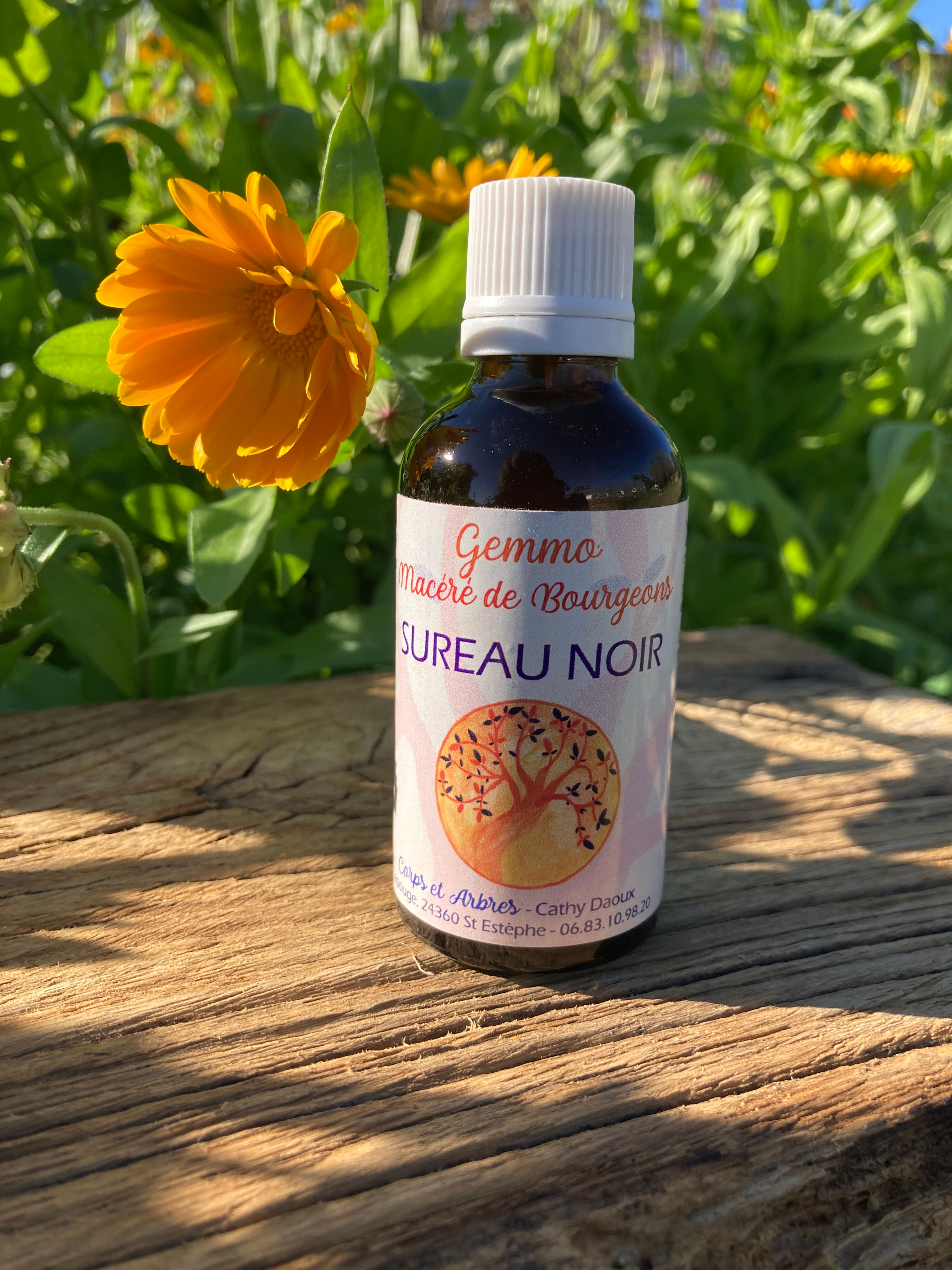 Gemmothérapie Sureau noir