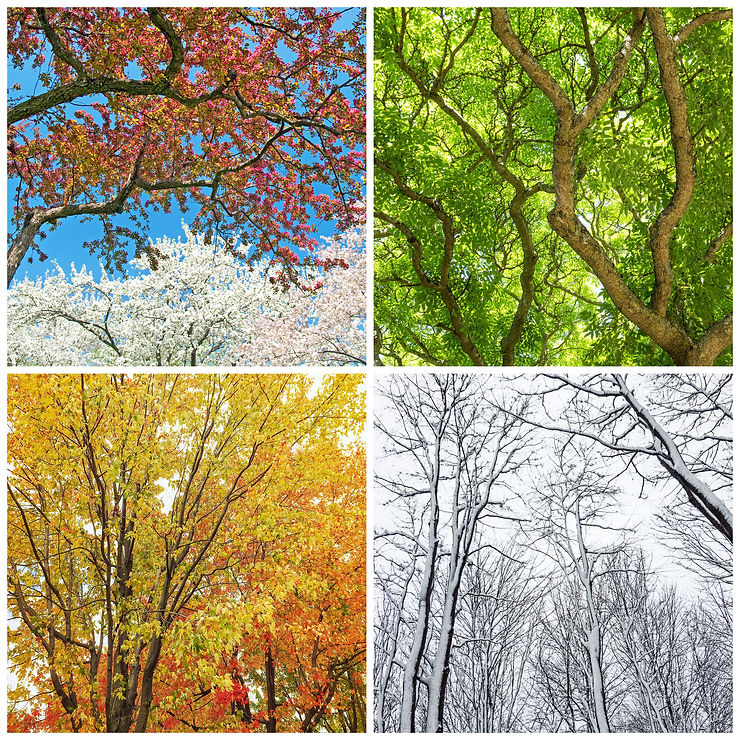 all four seasons; winter, spring, summer and fall