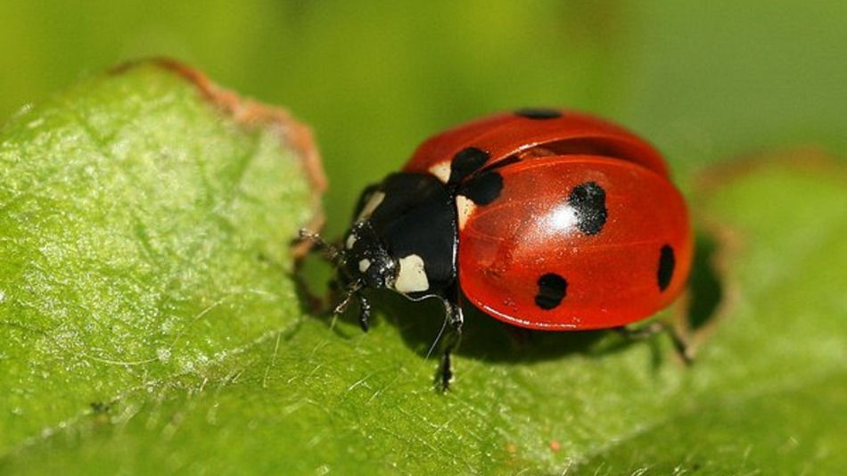 Super bugs and super weeds