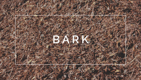 bark2.jpeg