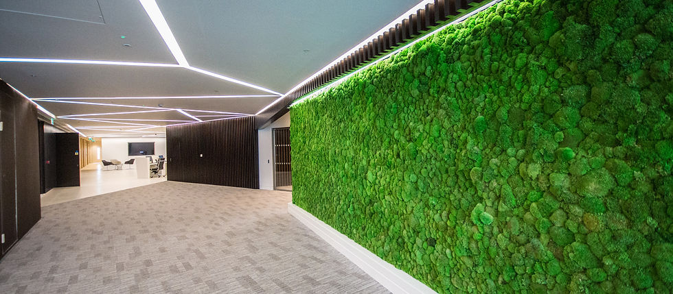 Bun moss wall in an office