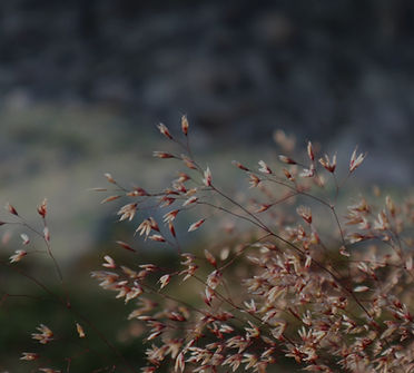 Aira (poaceae), september._edited.jpg