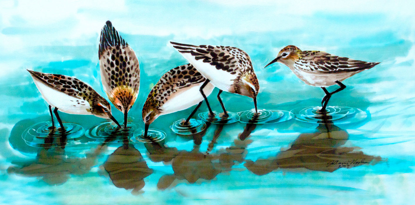 Five sandpipers feeding in shallow water, their reflections visible below.