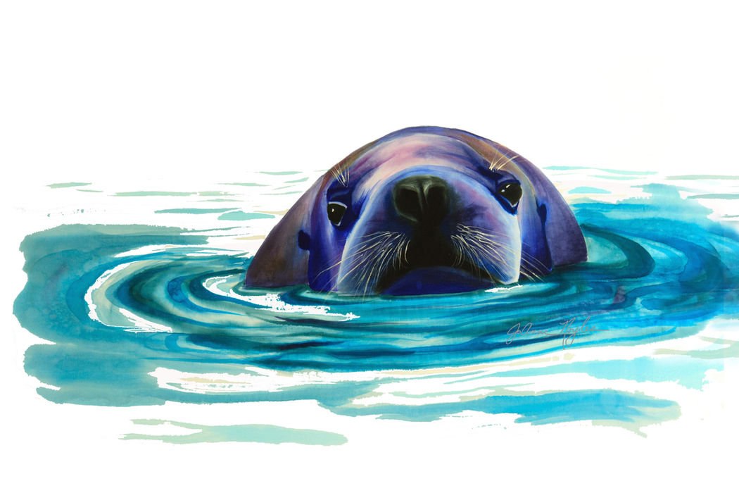 A blue seal swims in water, looking directly at the viewer.