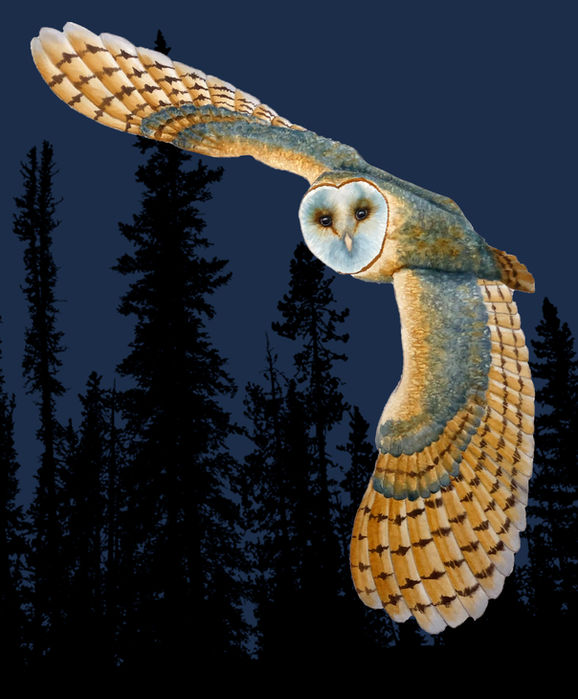 Barn owl in flight, wings spread, dark background of trees at night.