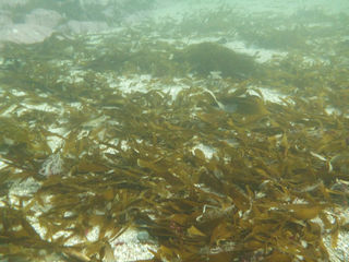 Does kelp flow downstream?