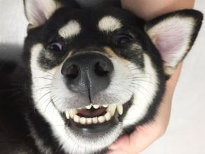 Dog dental care: your guide to dog teeth cleaning