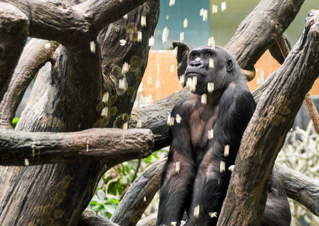 BROOKFIELD ZOO | National Popcorn Day Celebrated at Brookfield Zoo