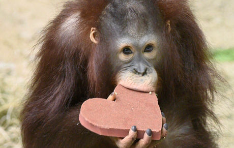 AWWW! | Brookfield Zoo’s Animals Receive Valentine’s Day Treats & It's the Cutest Thing