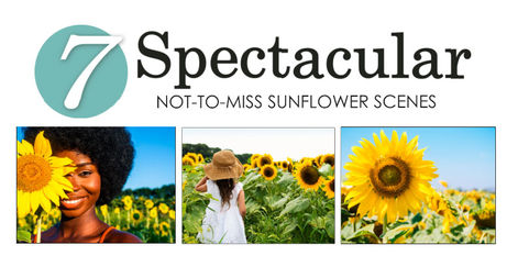 7 SPECTACULAR | Not-to-Miss Sunflower Scenes