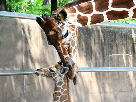 WELCOME TO THE WORLD | Giraffe Calf Born at Brookfield Zoo