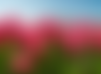 MIDWEST TULIP FEST | Coming to Kuiper's Farm In Maple Park, Illinois this Spring 