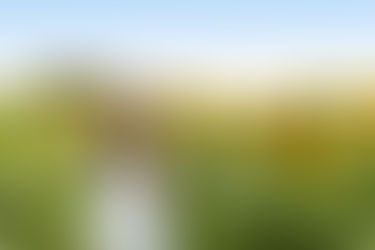 IN BLOOM | 2023 Sunflower Experience at Kuiper's Family Farm in Maple Park