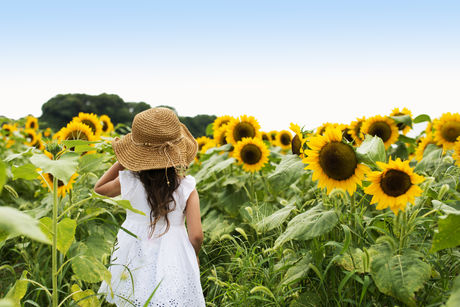 IN BLOOM | 2023 Sunflower Experience at Kuiper's Family Farm in Maple Park