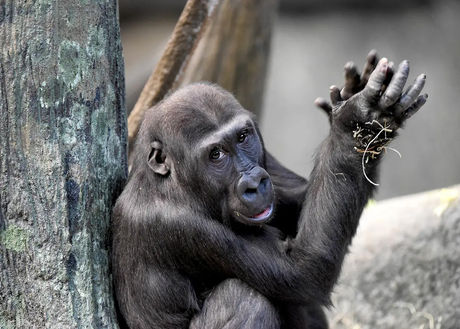 CARING + SHARING | Brookfield Zoo Receives $40 Million Gift, Largest Donation in Zoo’s History