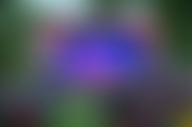 NAPER NIGHTS | June 20 & 21 at Naper Settlement