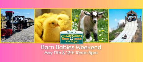 KID STUFF | Barns & Babies at Siegel’s Cottonwood Farm • May 11 & 12