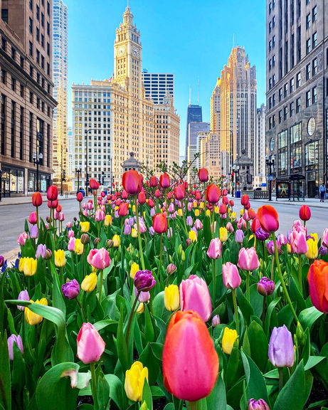 Tulip Time on Chicago's Magnificent Mile
