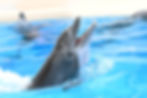 BROOKFIELD ZOO | Happy 50th Birthday Lucky! Residents are Invited to Celebrate