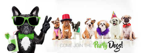 OSWEGO | Party Dog Daycare Opening Soon, Pet Owners Invited to Open House Tour Weekend