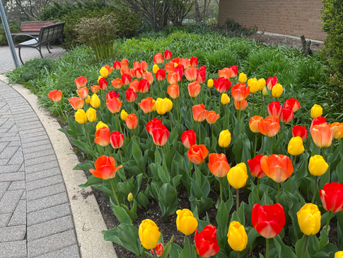 NAPERVILLE | Tulip Giveaway Downtown Naperville